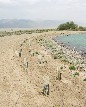 Restoring Trees at the Reservoir - Matthew 