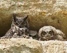 Great horned owl nest - 